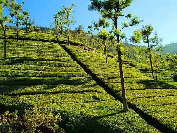 Kodaikanal Kodaikanal
